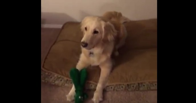 Rien de mieux que la réaction de ce chien après avoir vu son jouet préféré venir à la vie