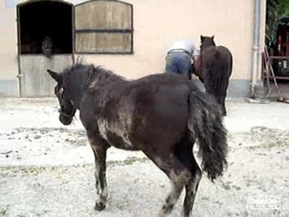 Ferrage d un poney shetland