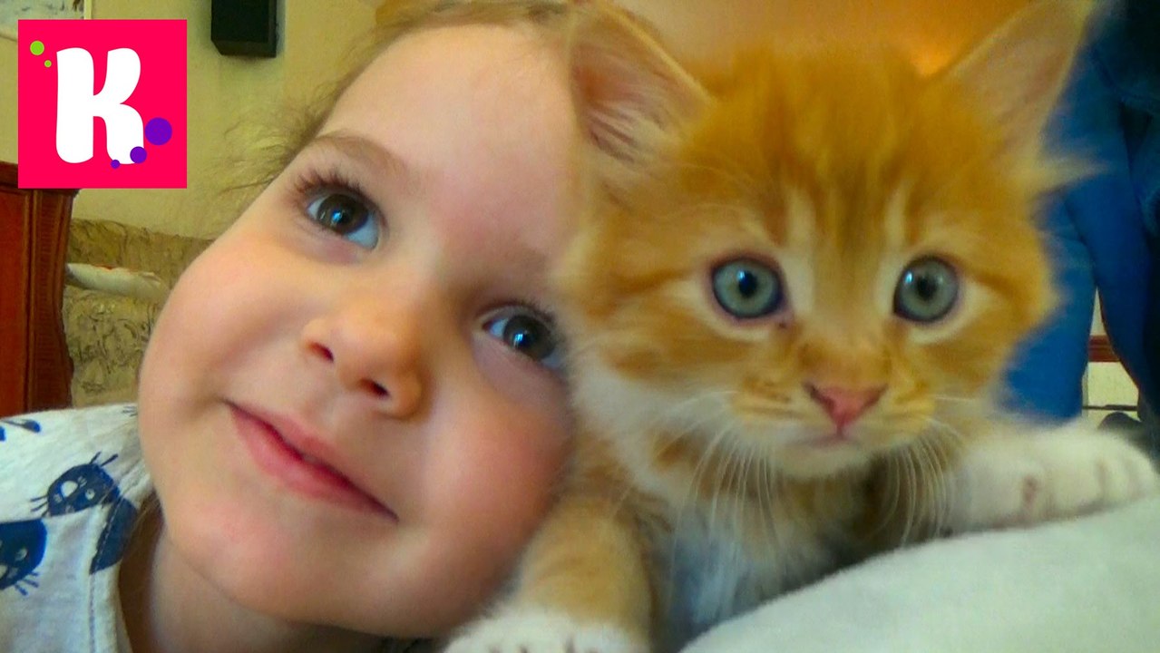 Кошка Мурка питомец Кати и Макса VLOG покупаем все необходимое для кошек Kittie care cat pets sets