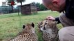 Tiger, Lion And Cheetah Cuddling With Humans - A Big Cats Compilation 2016-I6WbsdsF2fk
