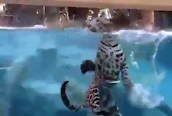 Cheeta Swim Under The Water