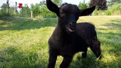 Animals Making Funny Noises - A Funny Animal Sounds Compilation 2016-p1Y7OtclnTE