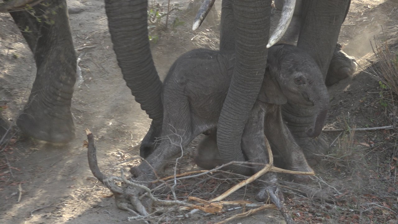 Baby Elephant Takes A Tumble