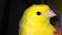 Tweet belle Canaries