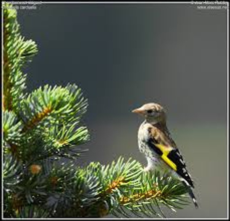 goldfinch beautiful voice