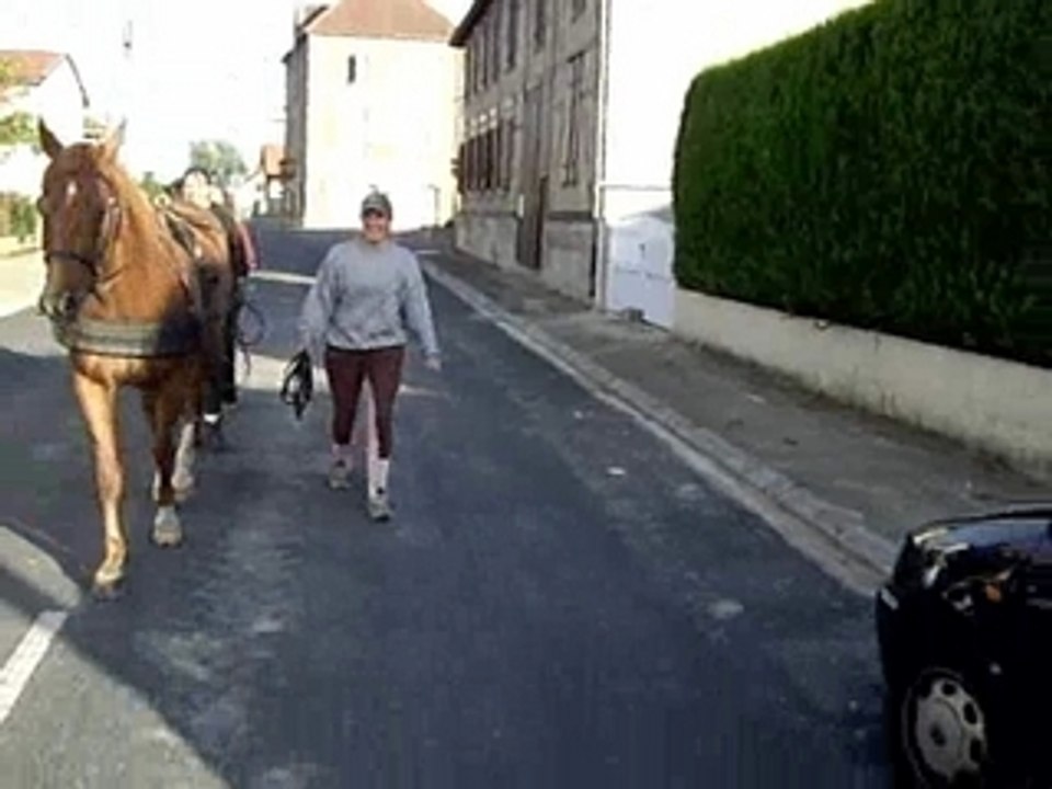 Angel dressage attelage