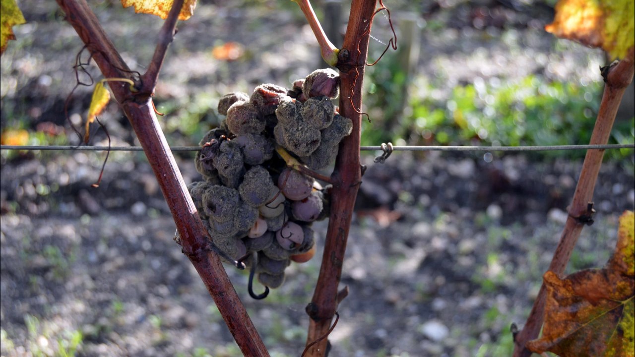 Bientôt la fin des vendanges à Sauternes