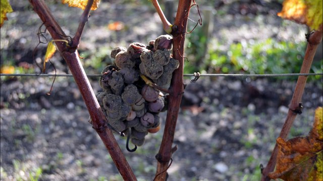 Bientôt la fin des vendanges à Sauternes