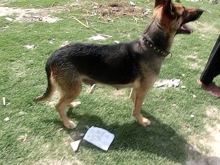 How To Trained A German Dog Free Leash