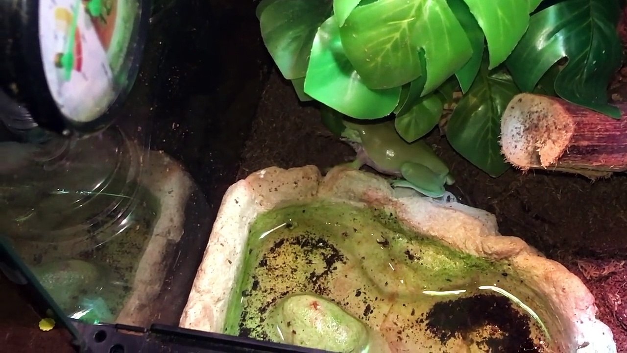 Bugs HobbyMom Prank+Scorpion Spiders Butterfly Fun HobbyKidsTV