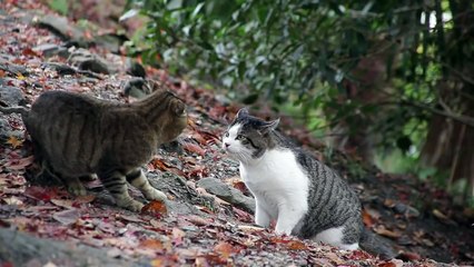 Cat Fight - HD 1080p