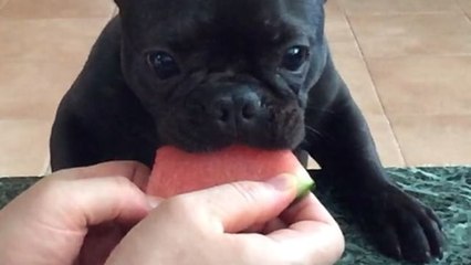 Frenchie loves watermelon