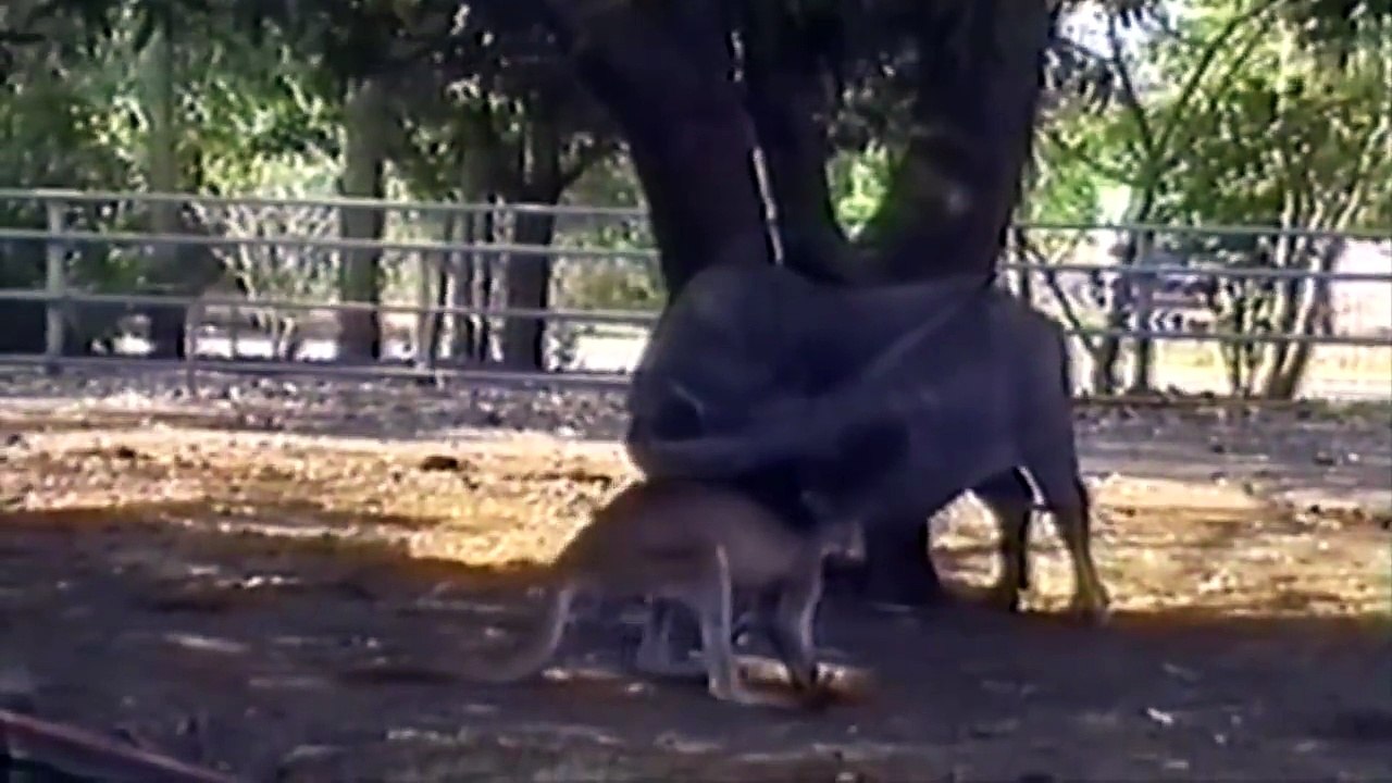 Cute Animals Cuddling With Each Other  Compilation !