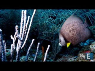 Uma viagem submarina pela Colômbia