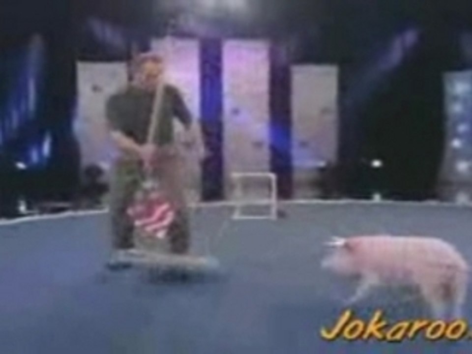 Dressage de Cochon