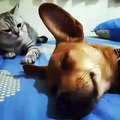 Dogs annoying Cats with their friendship - Huffington post