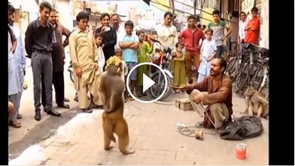 Funny Monkey doing Body Building