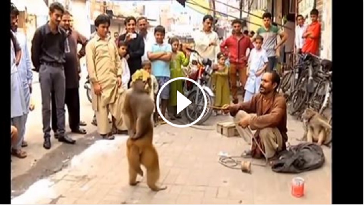 Funny Monkey doing Body Building