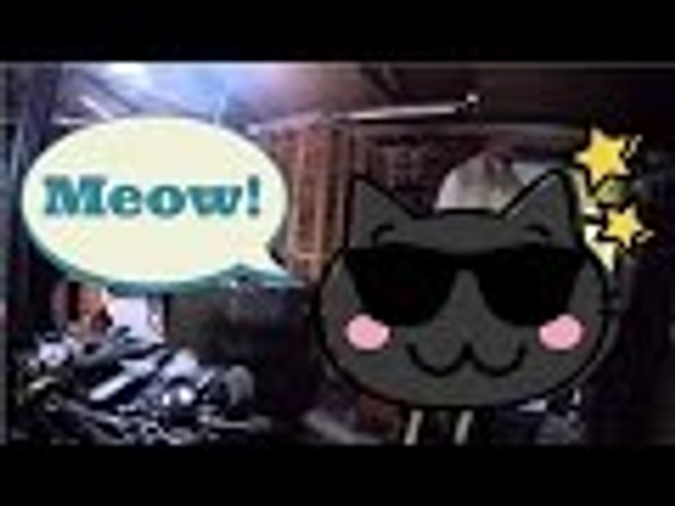 Warehouse Cat