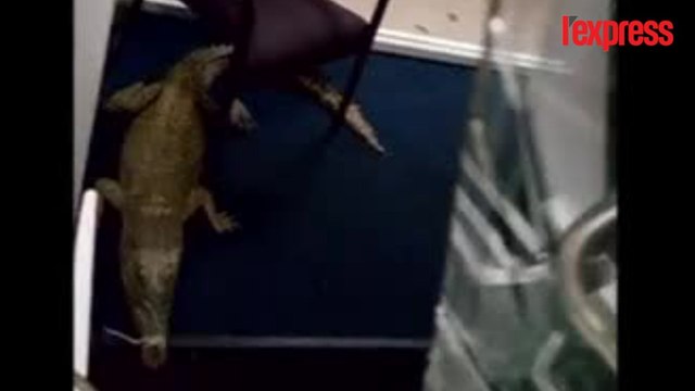 Australie: ils vandalisent une école à l’aide de trois crocodiles