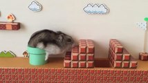 Super Mario hamster, izleyenleri şaşırttı