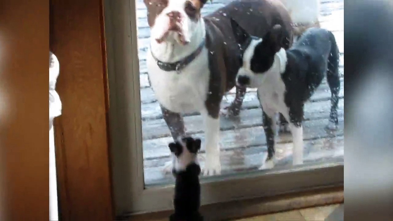 Ce chiot veut se la donner avec les gros molosses... Meme pas peur!