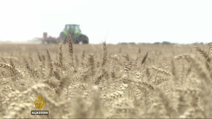Falling wheat harvest a ‘catastrophe’ for French farmers