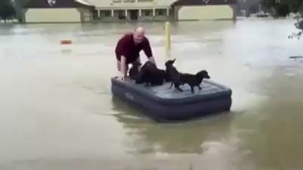 Il sauve des chiens de la noyade grace à son matelas gonflable.. Génial