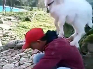 Une chèvre empeche cet homme de bosser..; Quelle plaie!