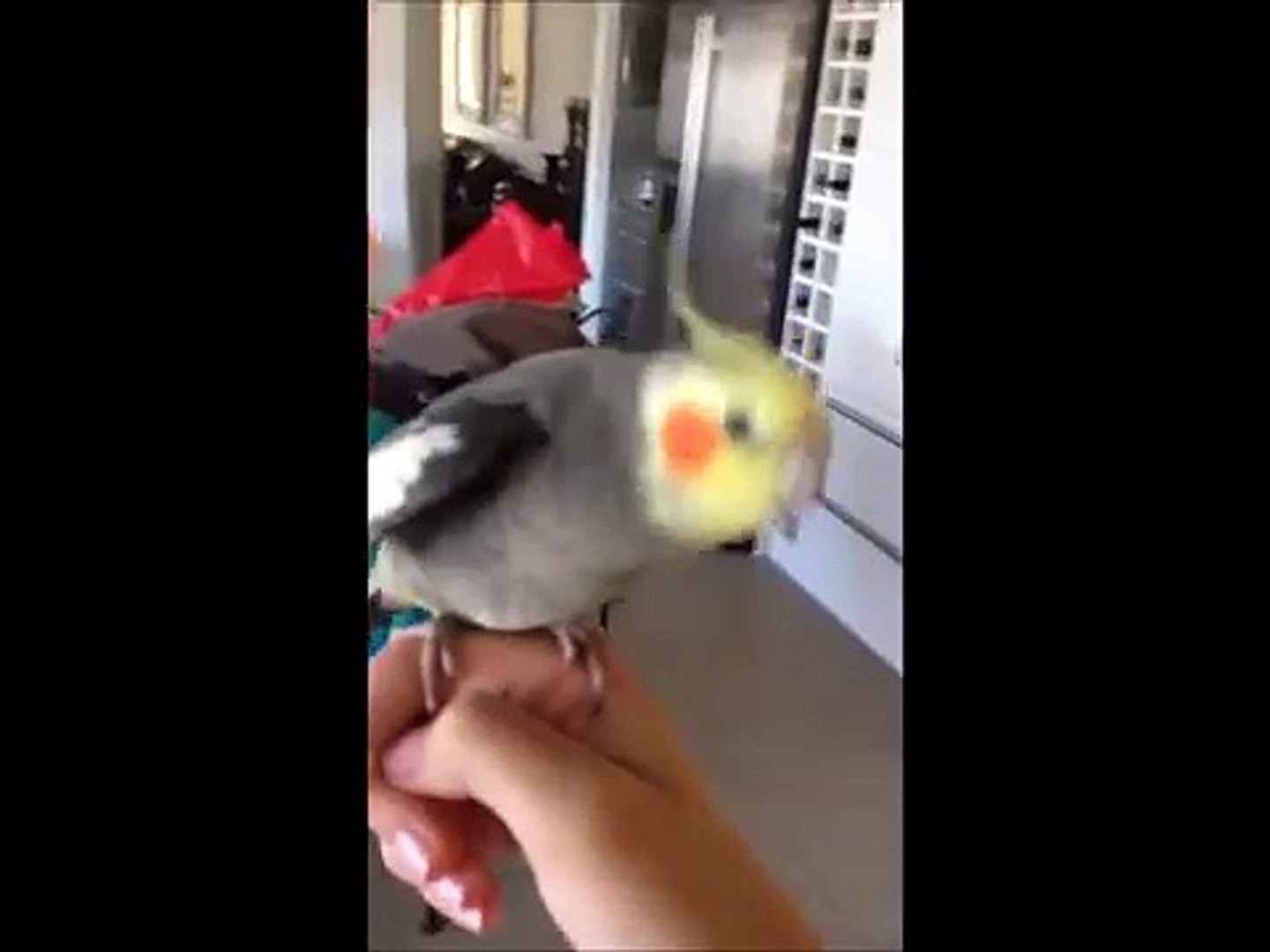 ⁣Bird singing dubstep! (ORIGINAL)