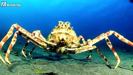 Dünyadaki En Enteresan 10 Canlı