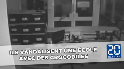 Ils vandalisent un établissement scolaire avec des crocodiles de mer