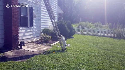 Watch this dog climb a 20ft ladder