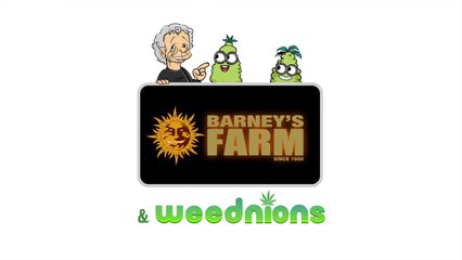 Barneys TV - Weednions - "Survive" The Bing Bang
