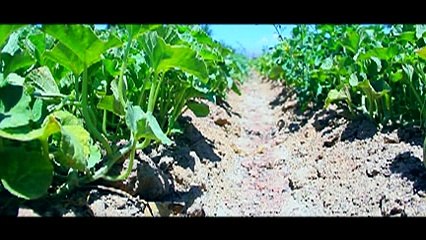 Мубориза бар зидди пашшаи харбуза