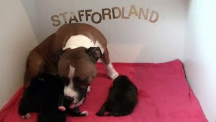 27ème vidéo Chiots de la 25ème portée de STAFFORDLAND