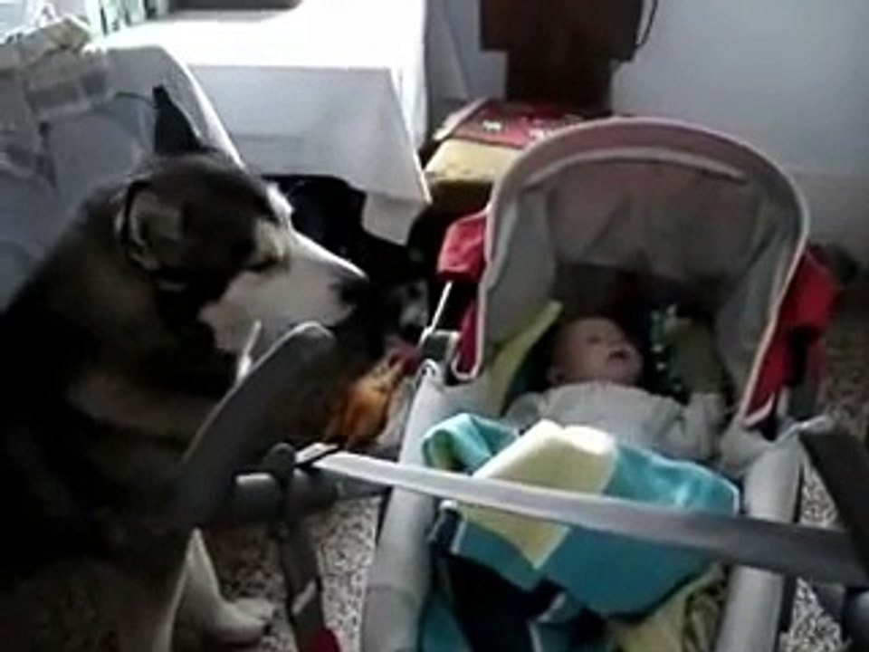 Un Husky riesce a NON far Piangere il Bimbo, come!?
