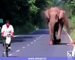 ہاتھی نے اپنے فیملی کو کیسے روڈ پار کروایا دیکھیے اس ویڈیو میں