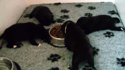 31ème vidéo Le repas du soir à STAFFORDLAND