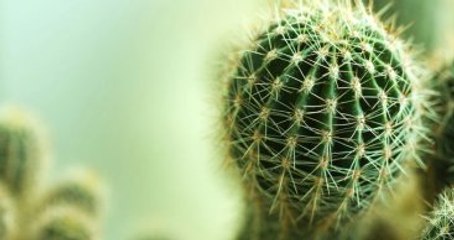 Prof. Dr. Murat Zencirkıran: Kaktüs Odayı Radyasyondan Arındırmaz