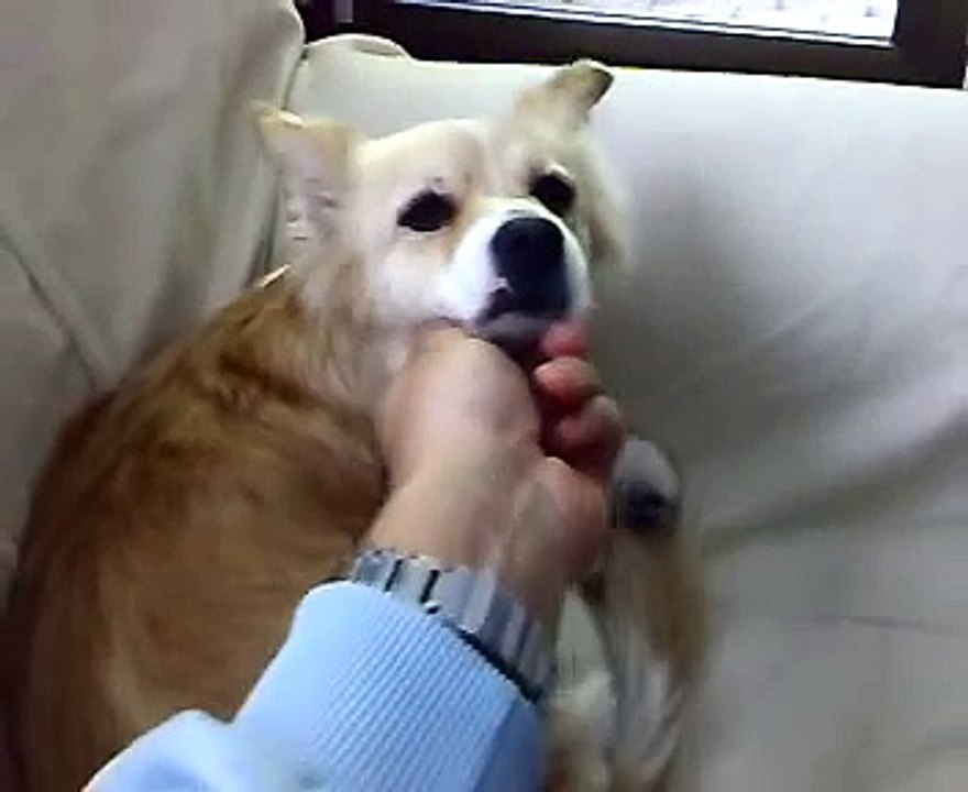 Il Padroncino Torna a Casa e la Cagnolina lo Accoglie con un Sorriso