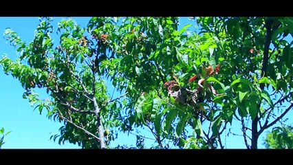 Как приготовить бордоскую жидкость?