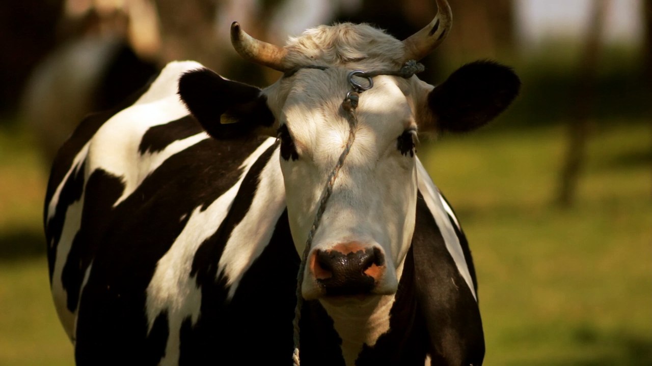 Cows