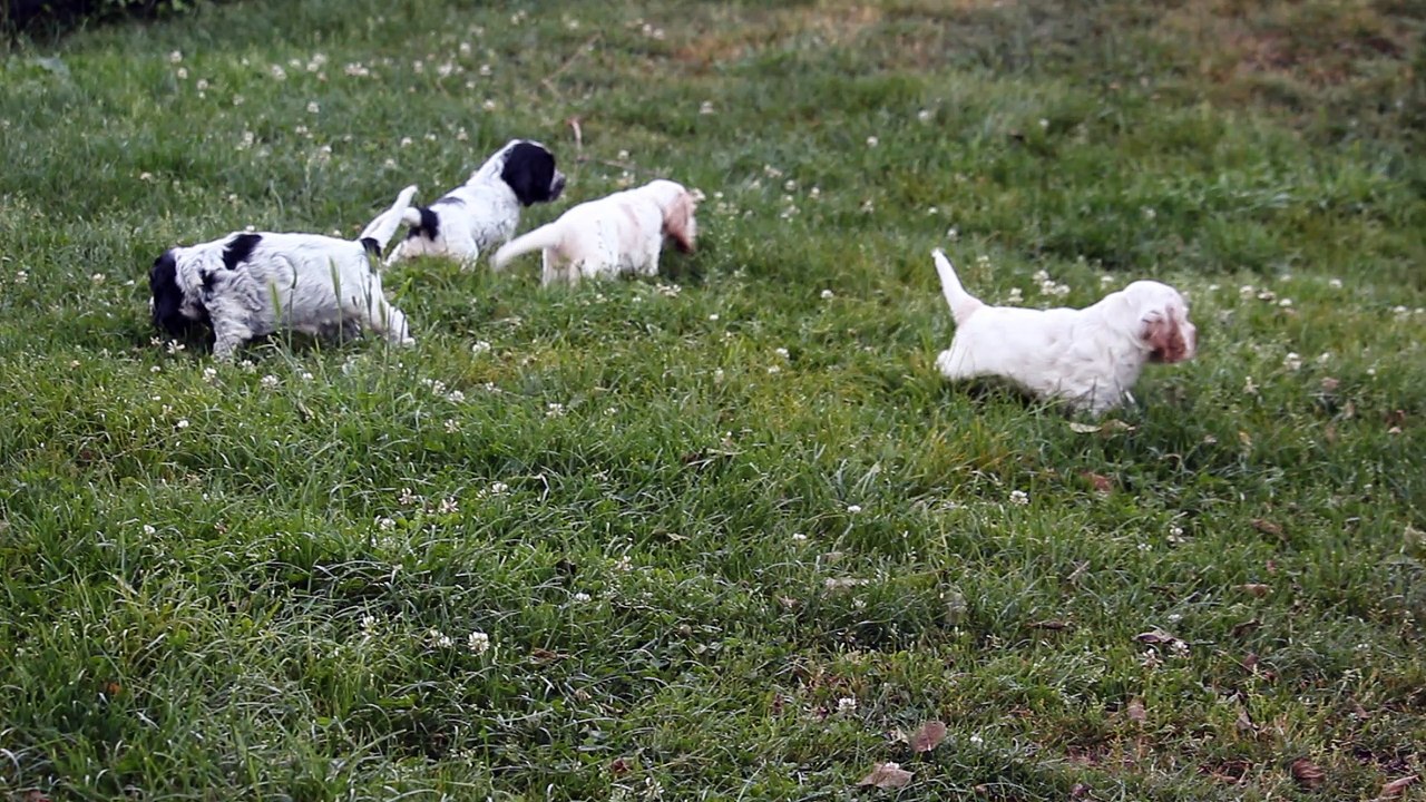 Nana x Eros, chiots à 4 semaines