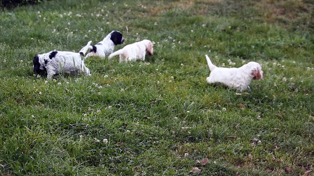 Nana x Eros, chiots à 4 semaines