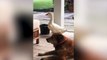 Dog develops an unlikely friendship with his buddy 'the duck'