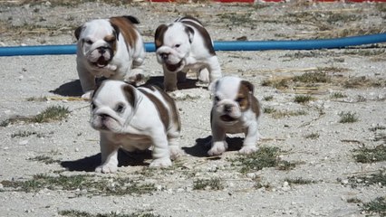 Les quatres mâles.... Ou les Daltons....