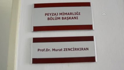 Kaktüs Odayı Radyasyondan Arındırmaz"