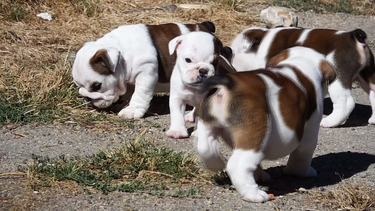 Un petit qui deviendra grand