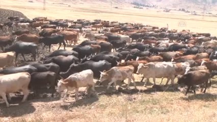 Mandacılık Geçim Kaynakları Oldu